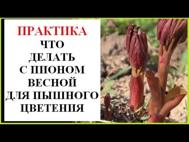 Как правильно подкармливать пионы органическим удобрением?