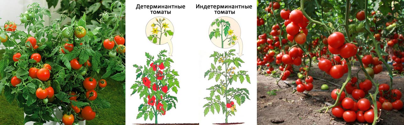 Характеристики и использование сортов