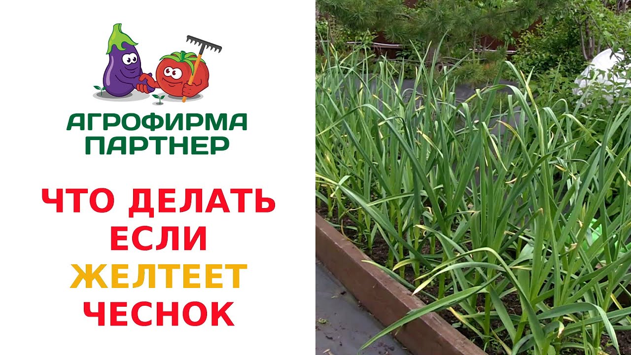 Правила ухода за чесноком