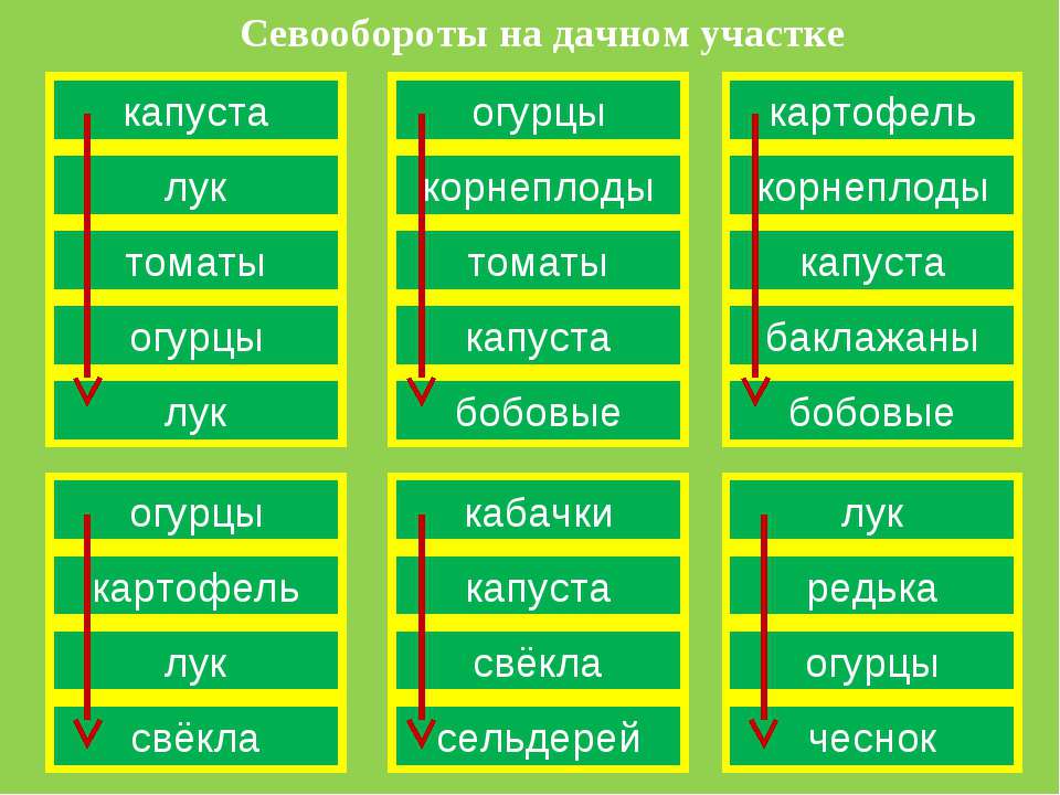 Сажать после чеснока на следующий год