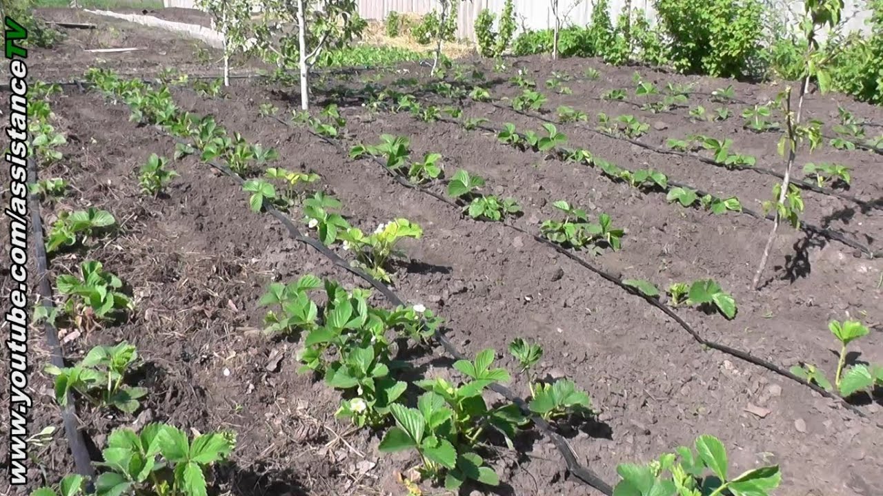 Преимущества мульчирования клубники