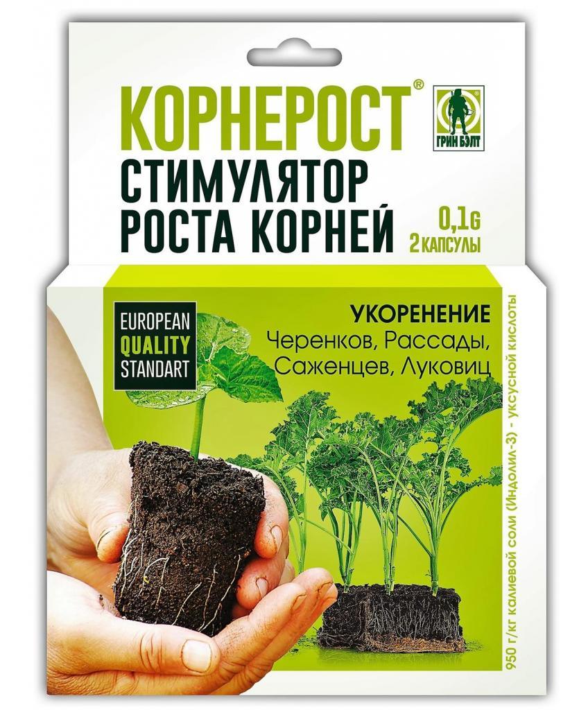 Морская водоросль