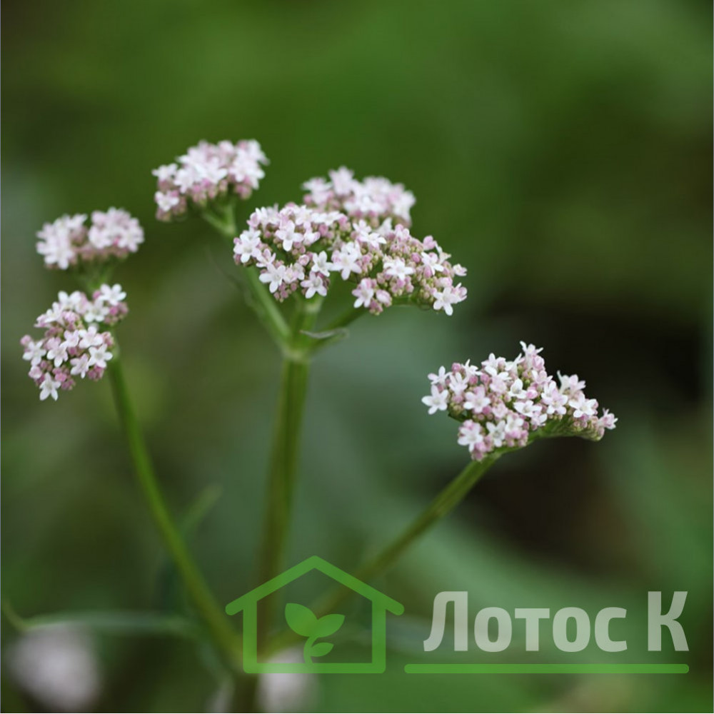 Когда нельзя принимать Валериану