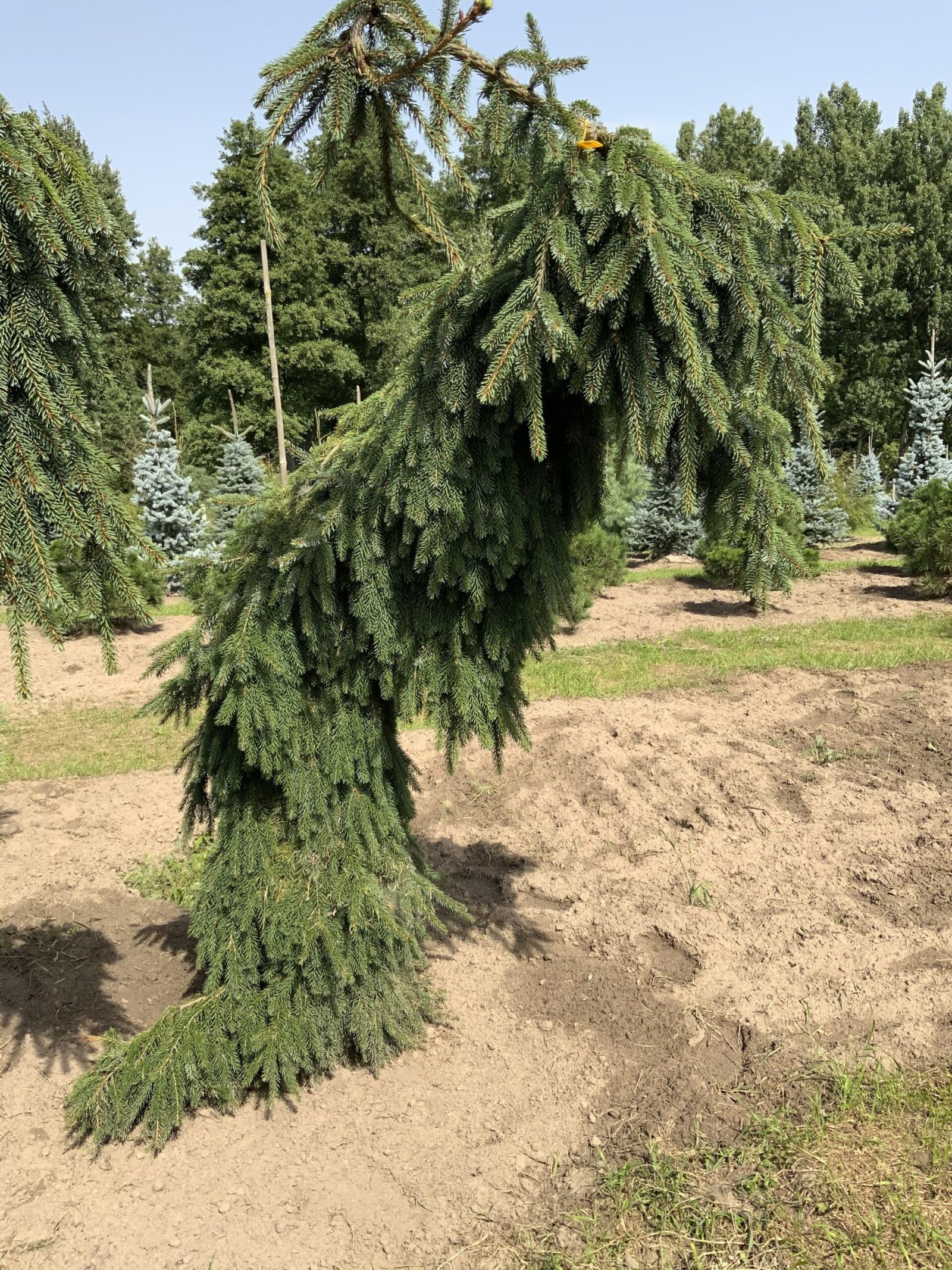 Описание и особенности ели Пендула