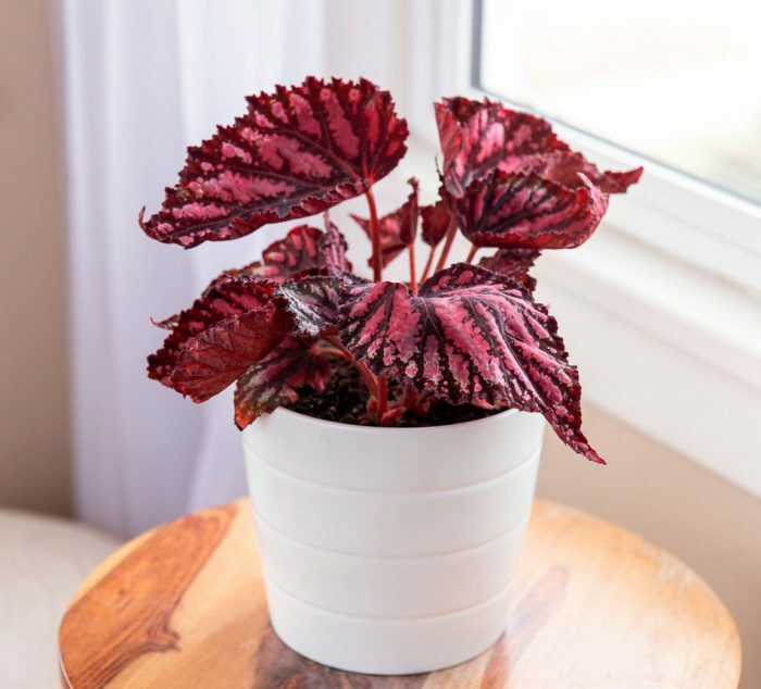 Часто задаваемые вопросы об уходе