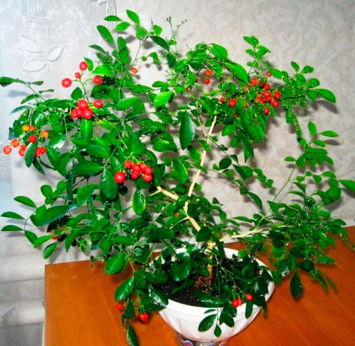 Использование мурайи в медицине