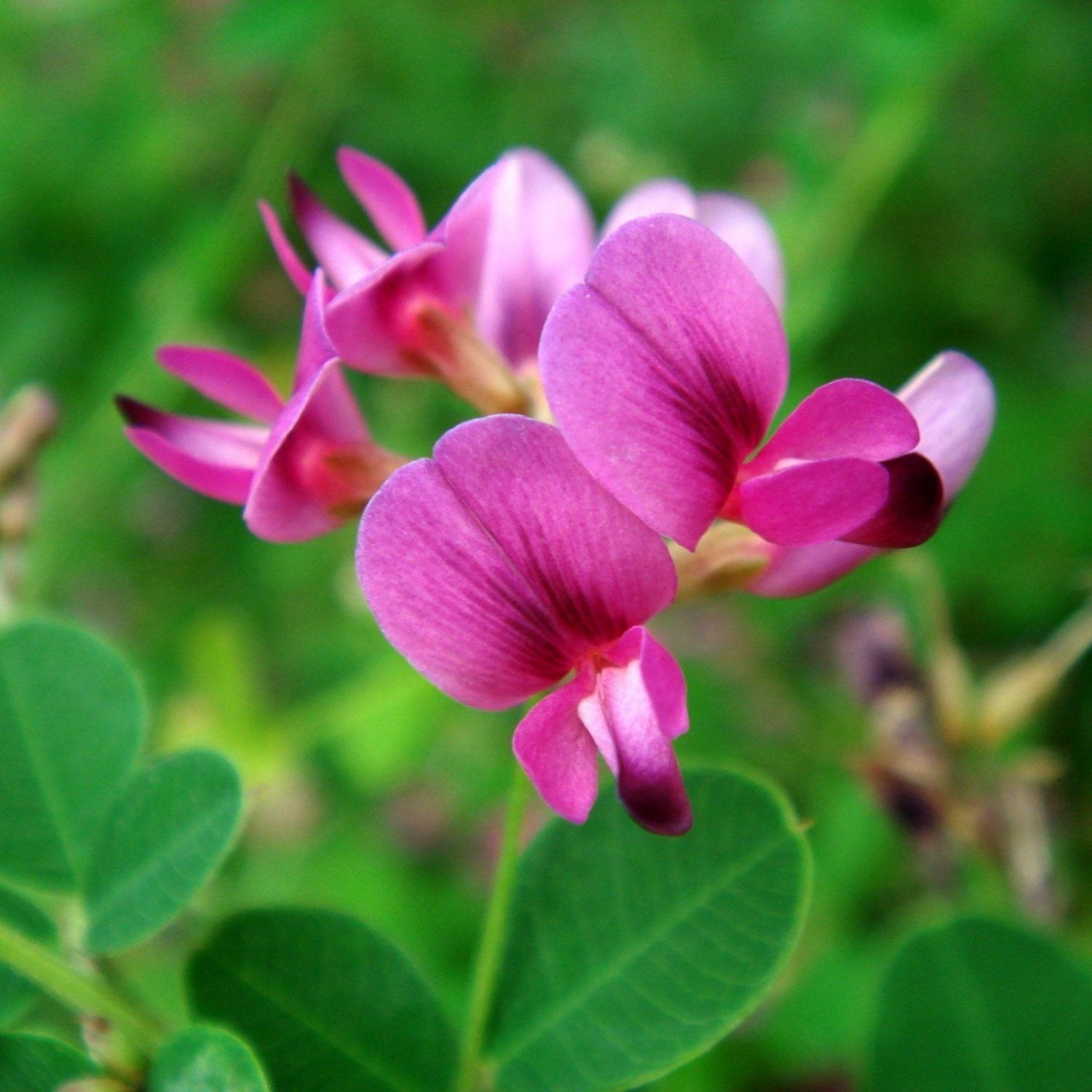 Семейство Fabaceae и экологическая роль