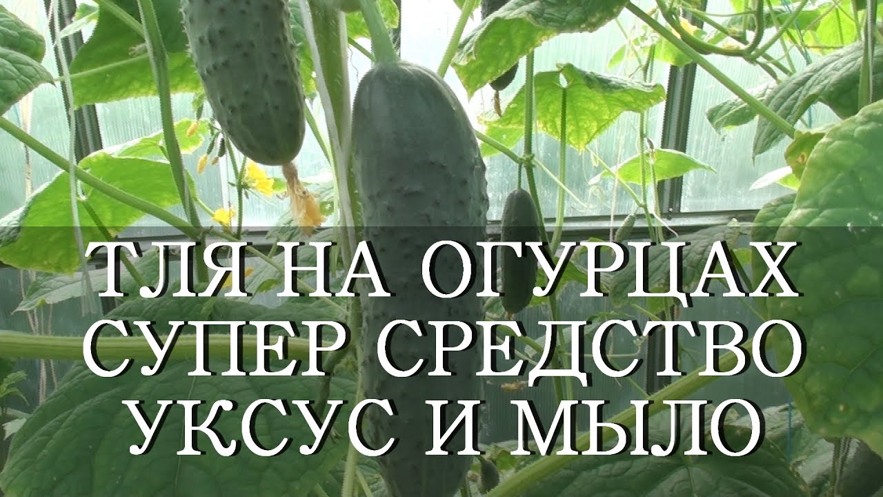 Биологический метод контроля за тлями на огурцах