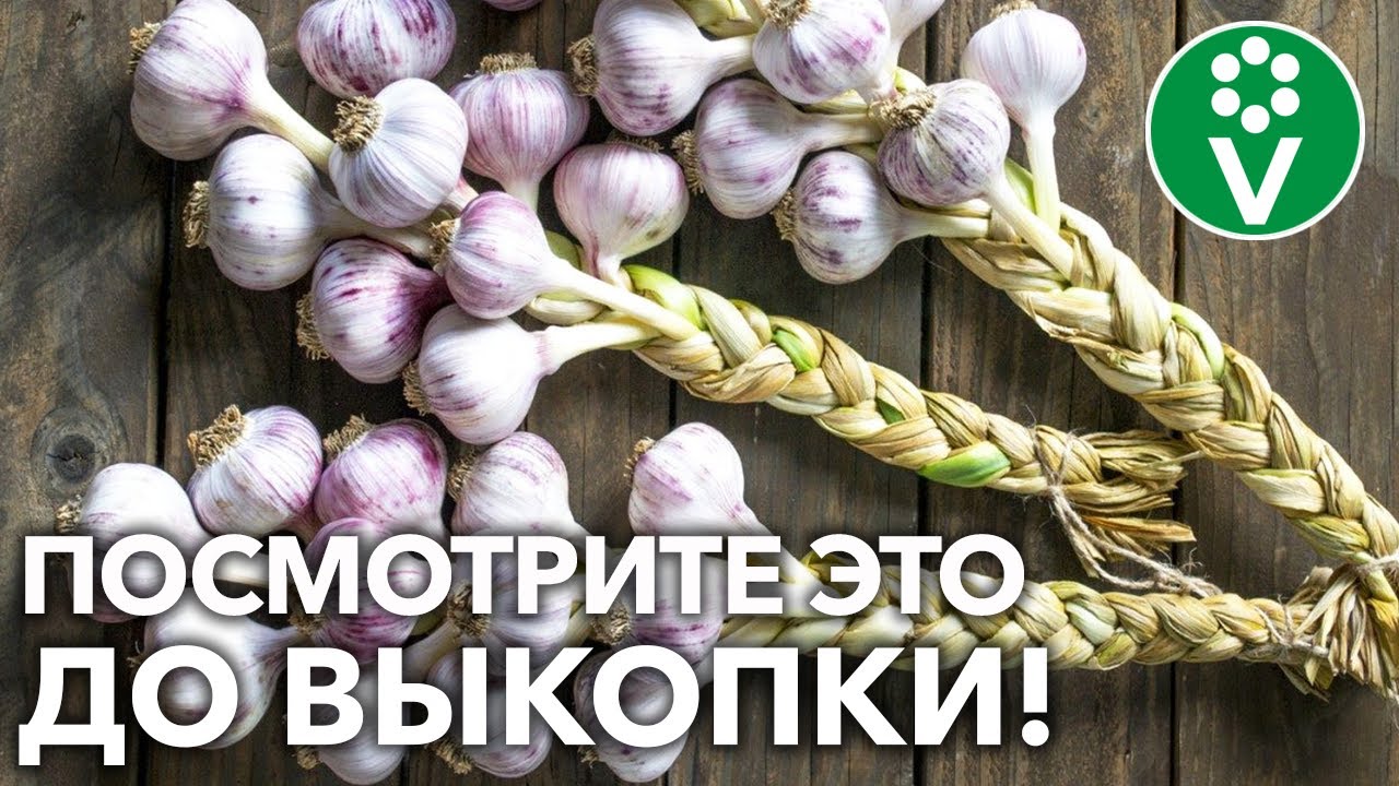 Сушка чеснока после уборки с грядки