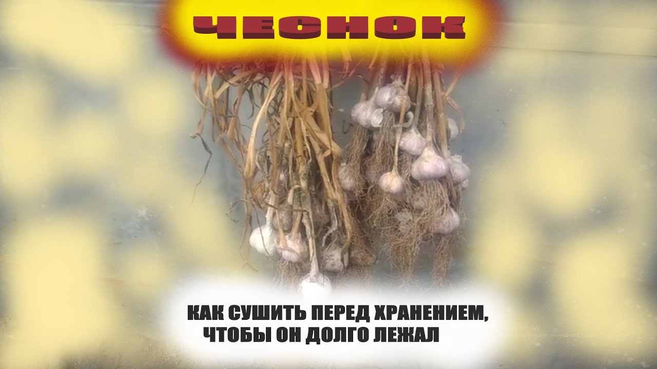 Процедура сушки чеснока в домашних условиях