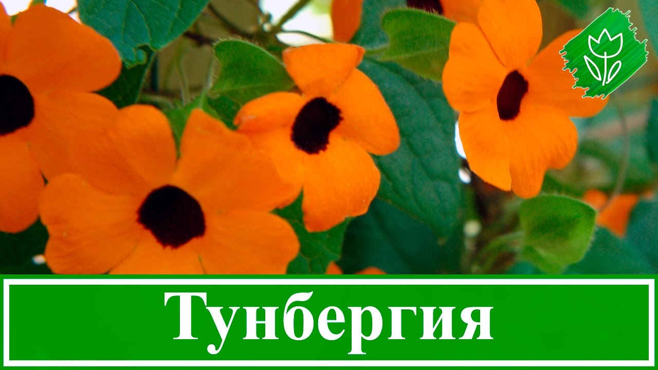 Подготовка и посев семян