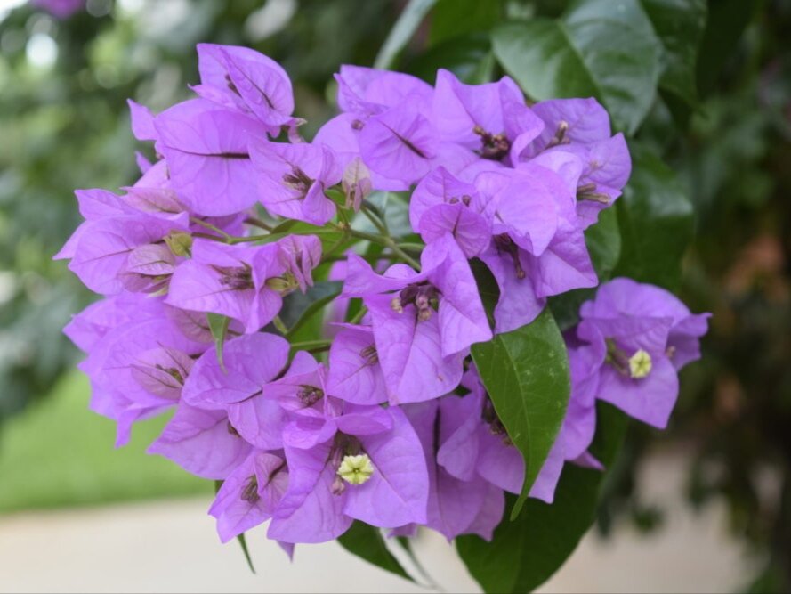 История и происхождение