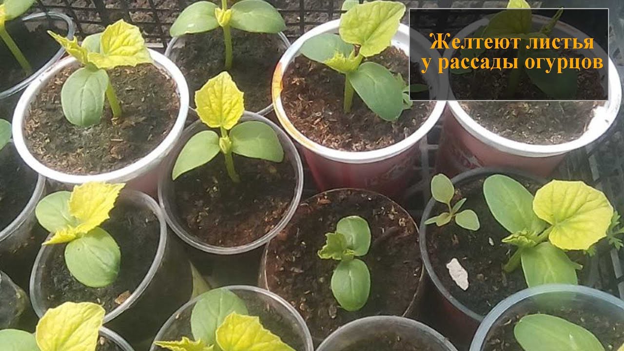 Правильный режим полива
