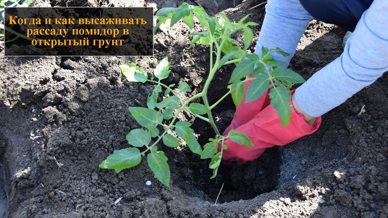 Способы и методы посадки помидоров