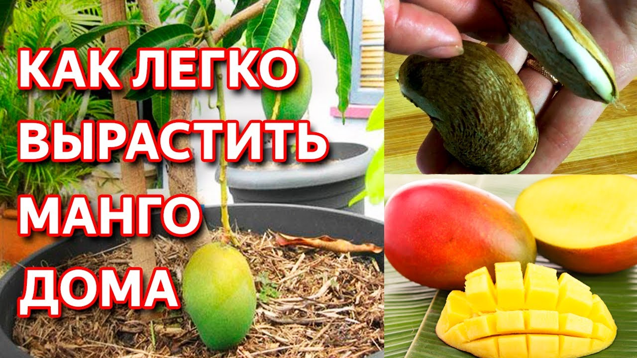 Выращивание манго из косточки в домашних условиях: пошаговая инструкция