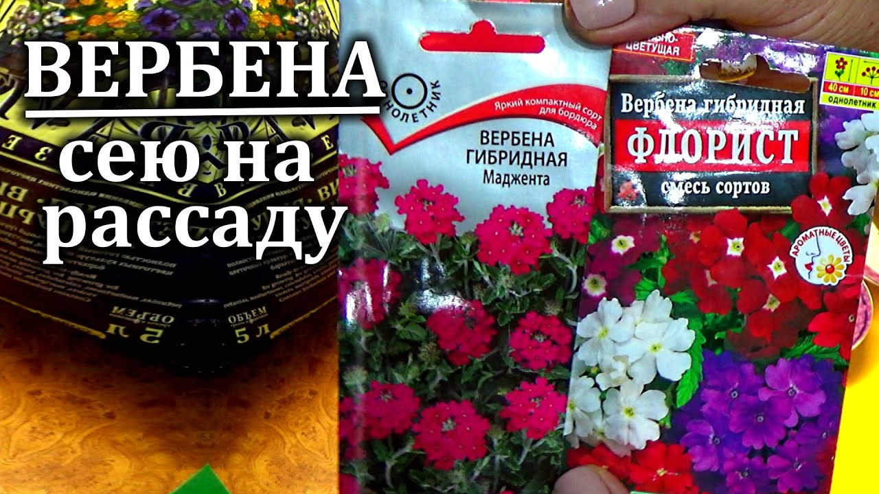 Важные особенности посева вербены на рассаду