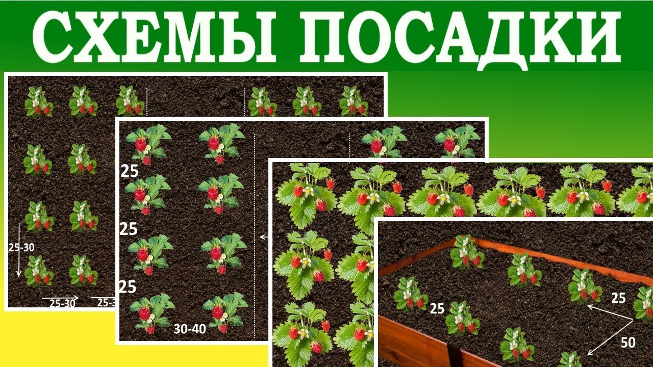 Подготовка грунта для посадки клубники