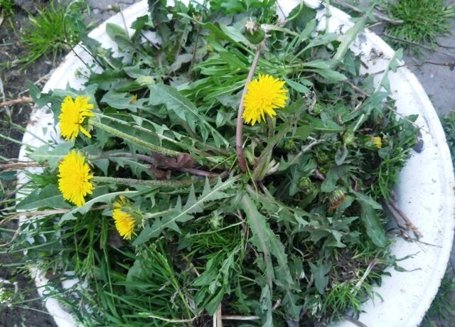 Рецепт №5: Зеленое удобрение из картофельных листьев