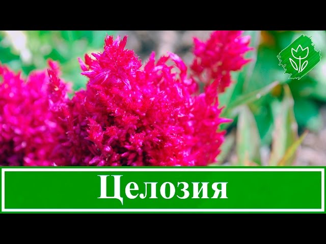 Дата и способы посева целозии