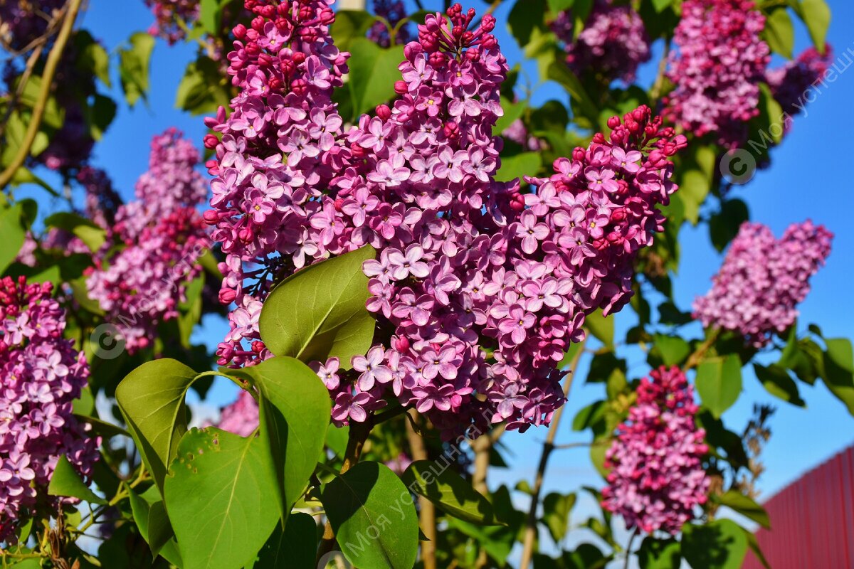 Ухаживаем за сиренью весной