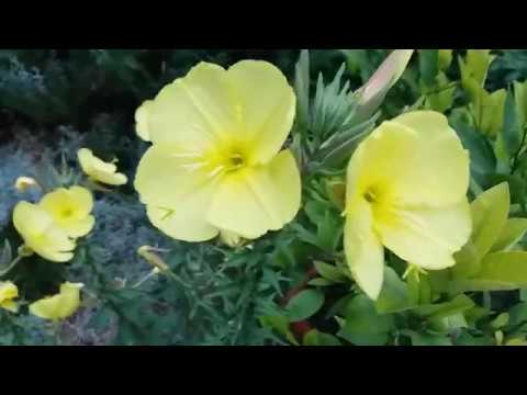 Роль лунника в экосистеме