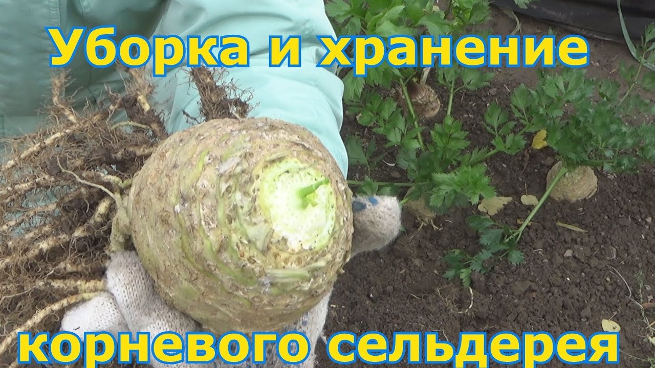 Не обрабатывайте почву перед посадкой