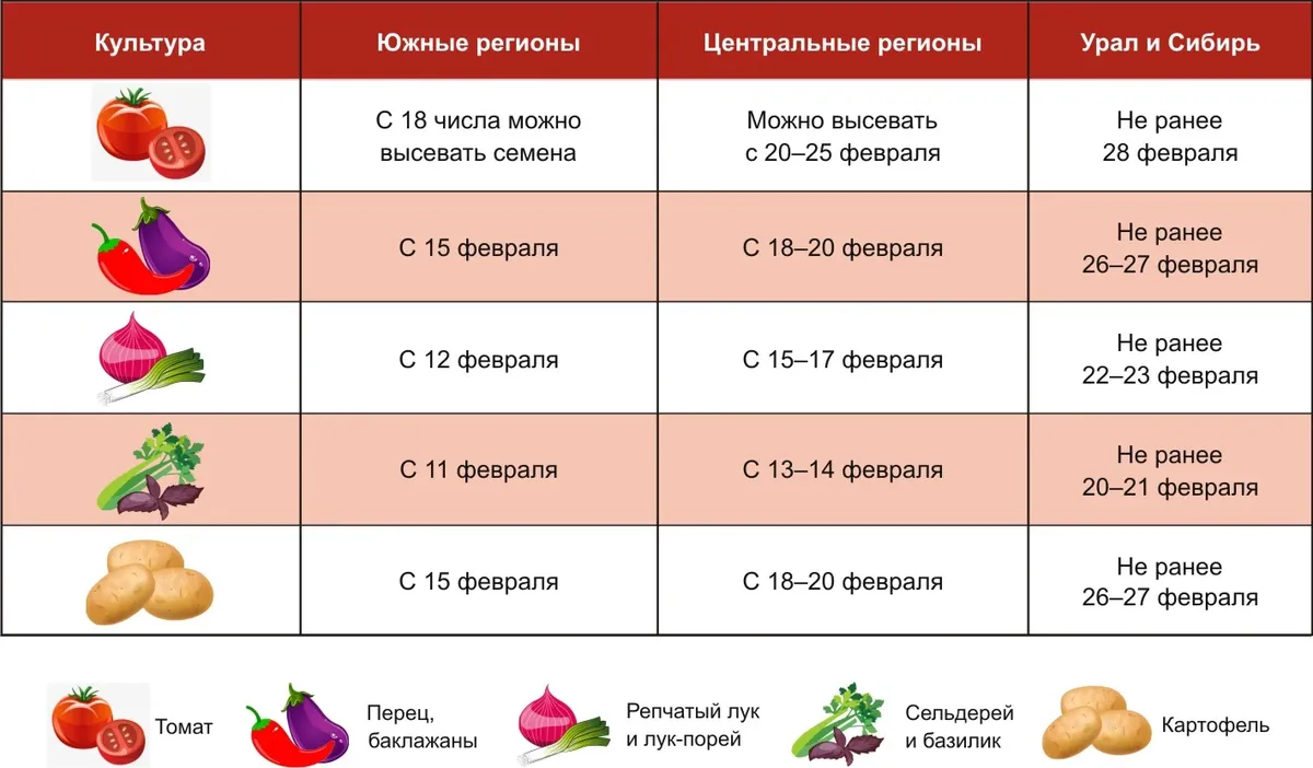 Оптимальные условия для рассады помидоров