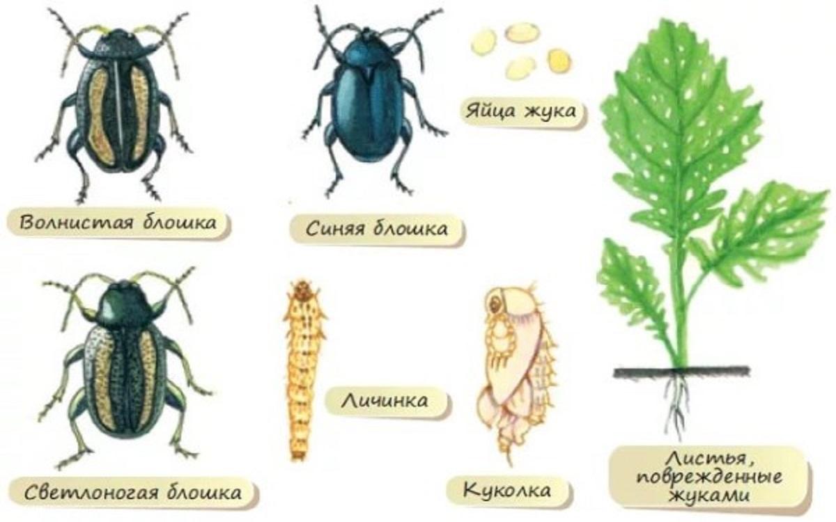 Вред и опасность, которые несет крестоцветная блошка