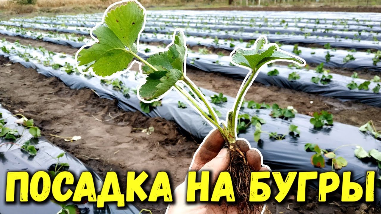 Весна: наилучший сезон для посадки