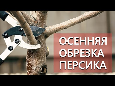 Техники обрезки персика