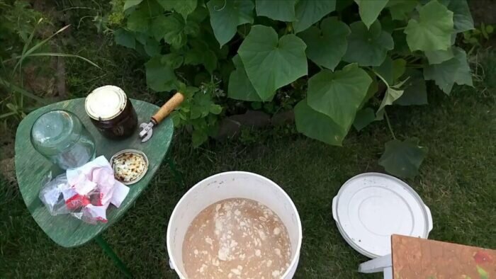 Преимущества подкормки помидор дрожжами