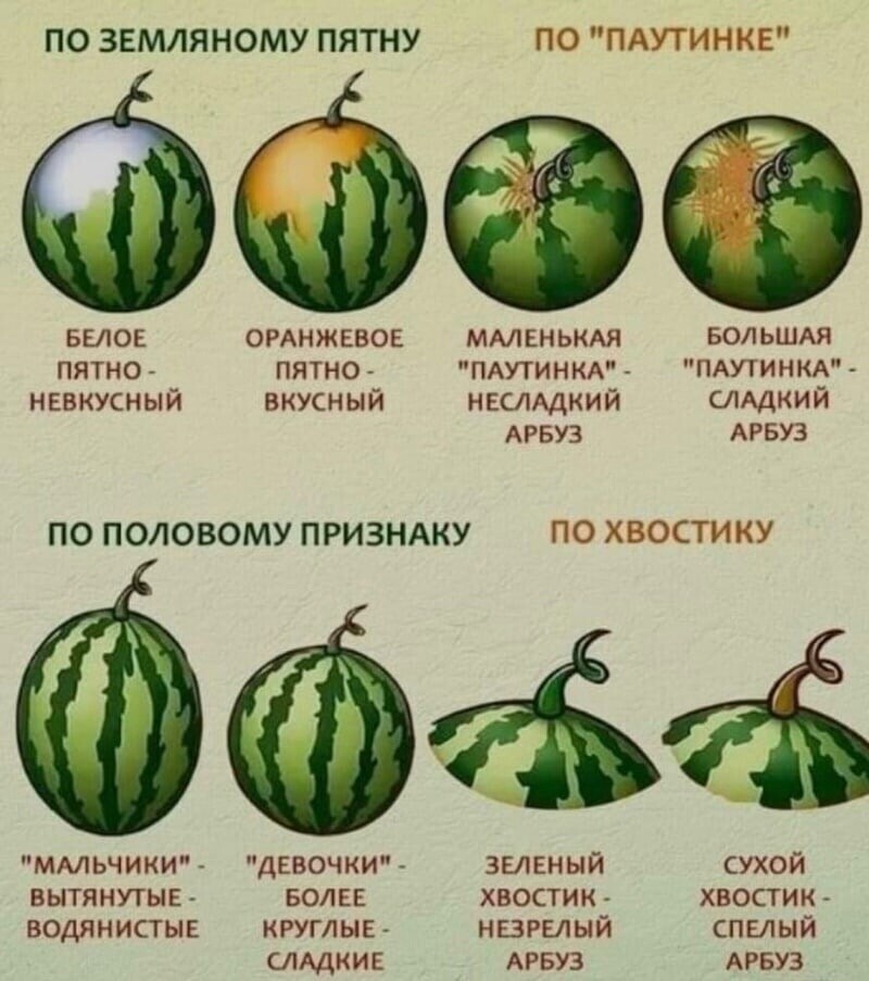 Как выбрать спелый арбуз?