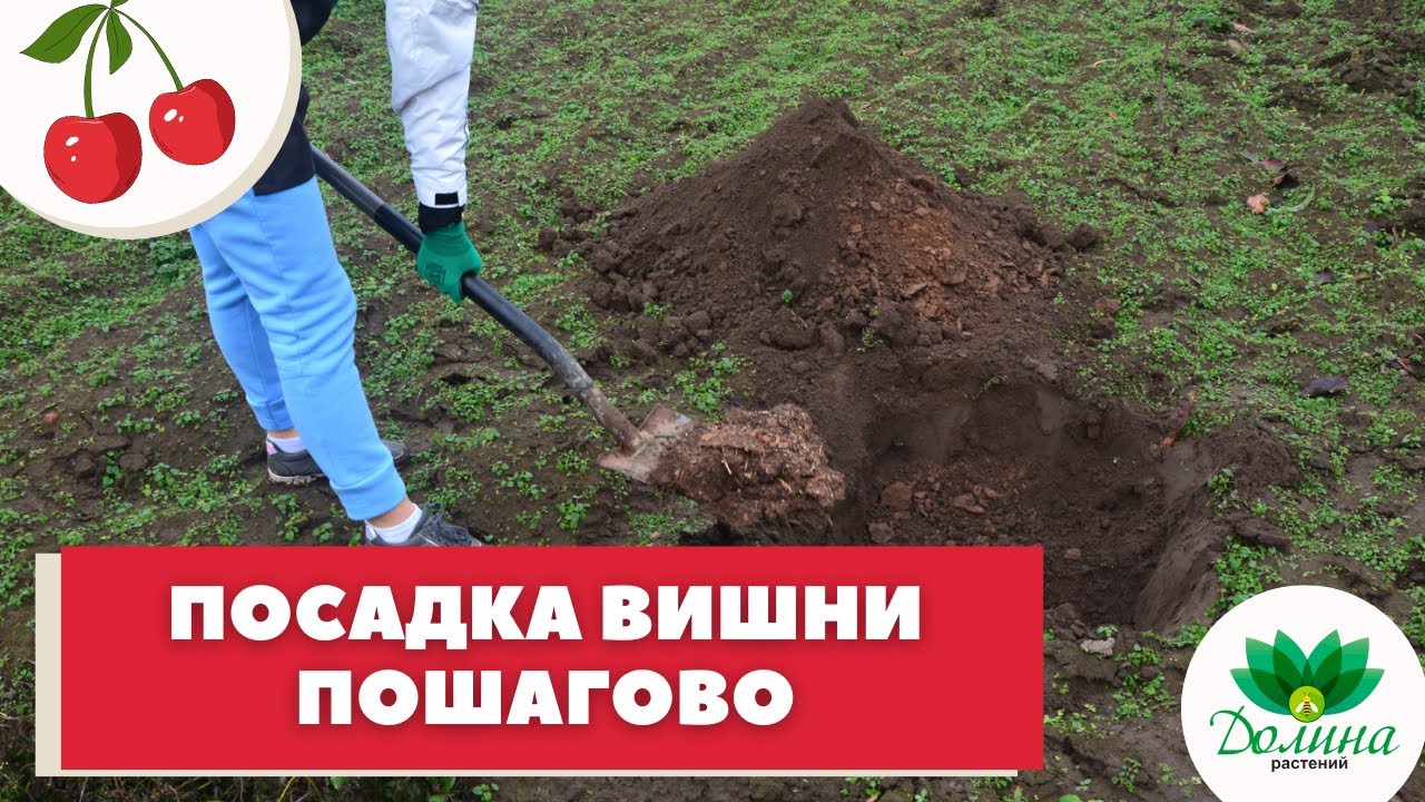 Посадка вишни осенью