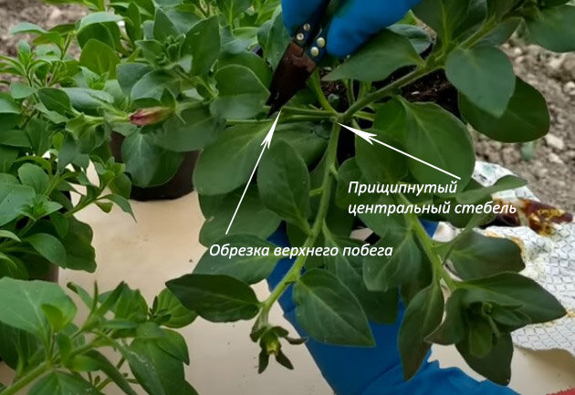 Что следует учитывать при прищипке петунии