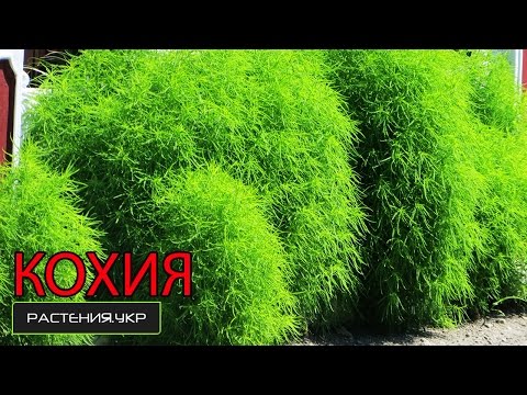 Выращивание кохию из семян в открытом грунте