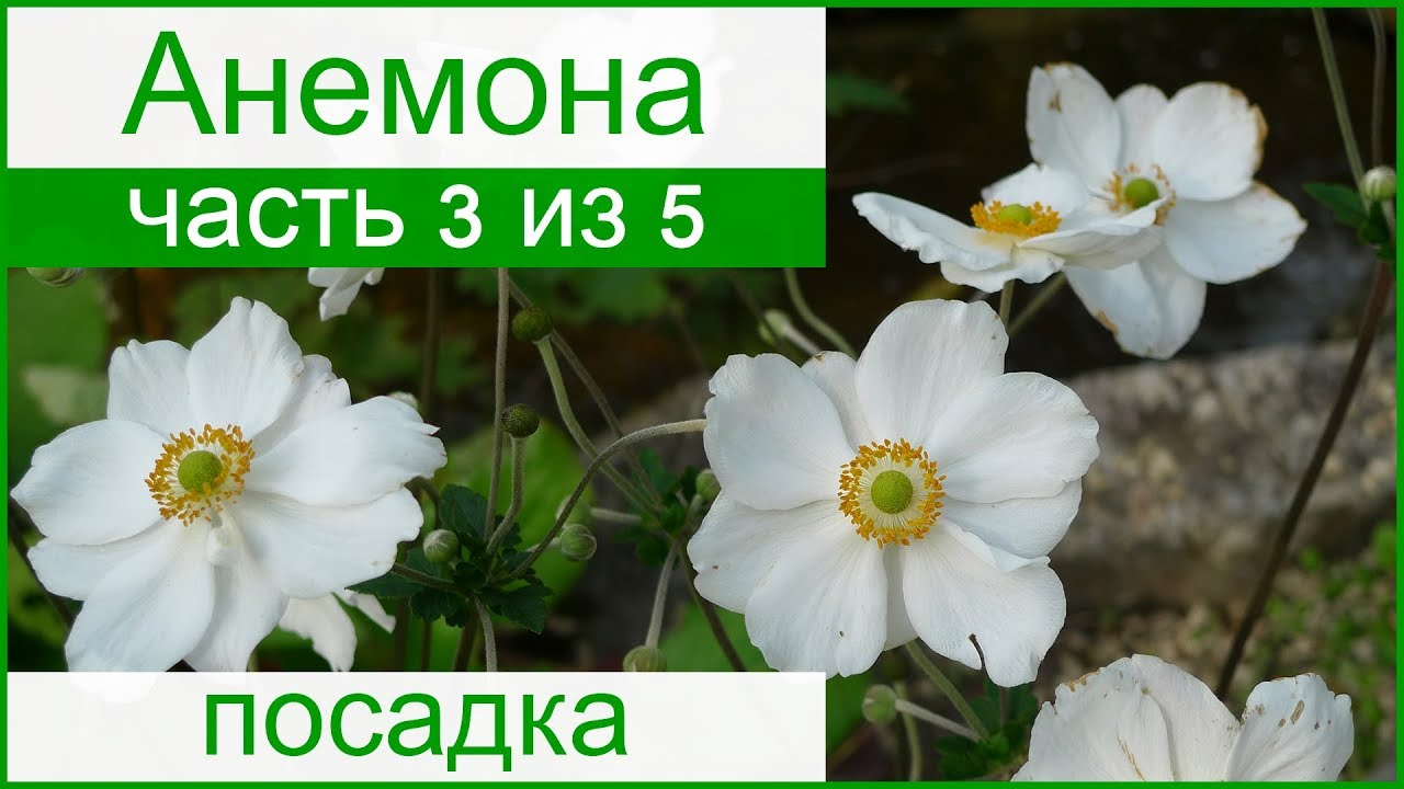 Уход за анемонами