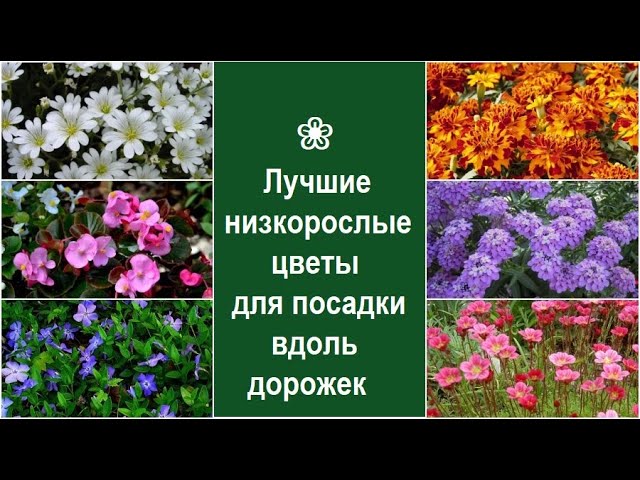 Подвески и контейнерные растения