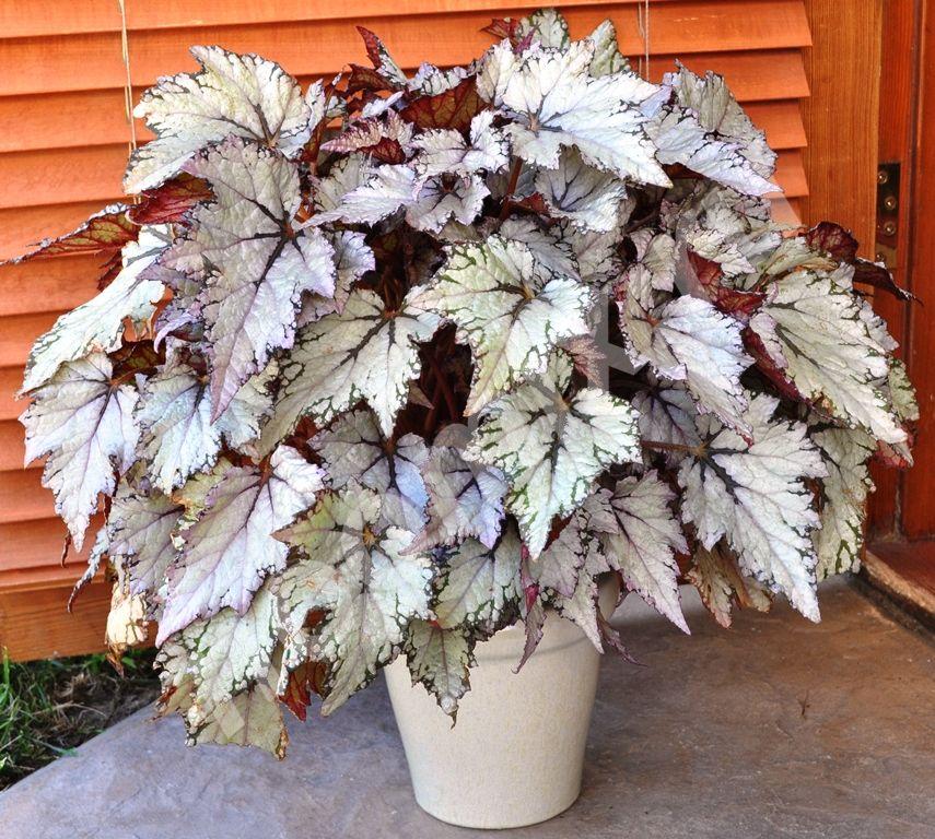 Описание сорта и его особенности