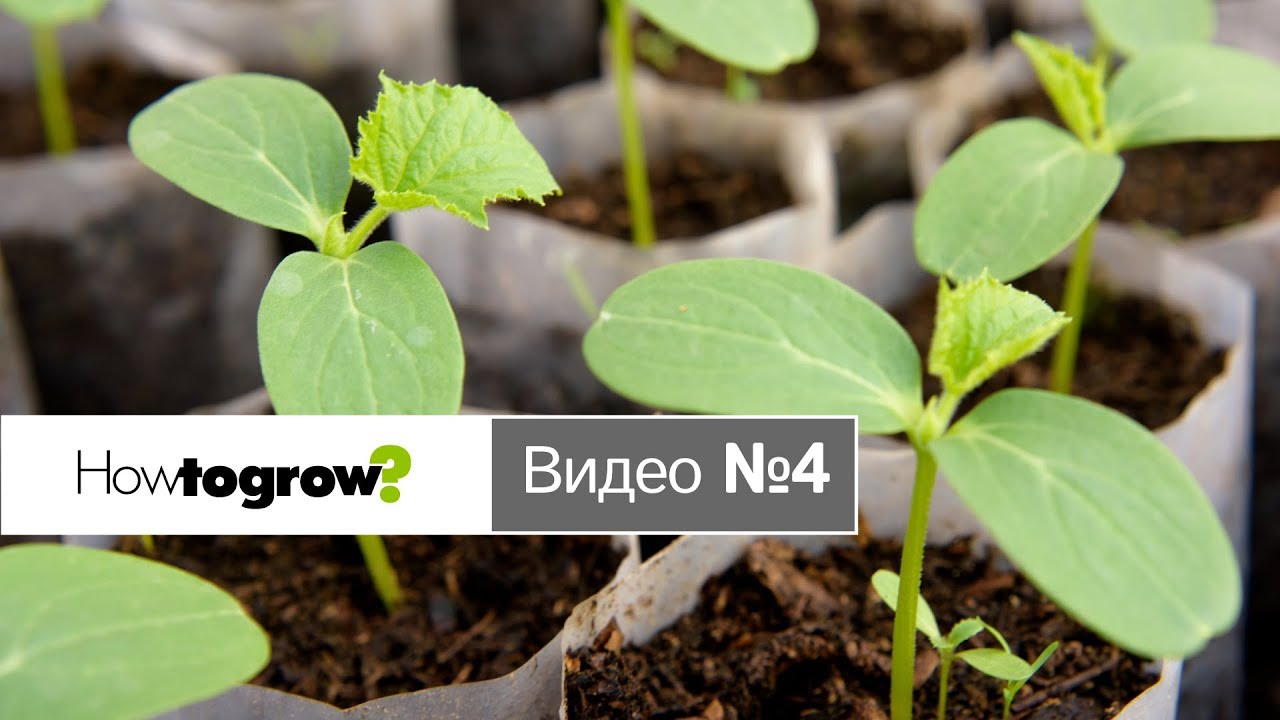 Подкормка перца после высадки