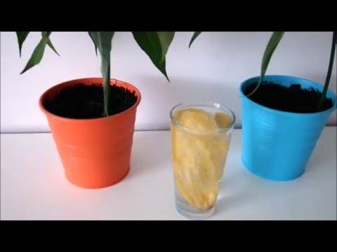 Подготовка косточки для посадки