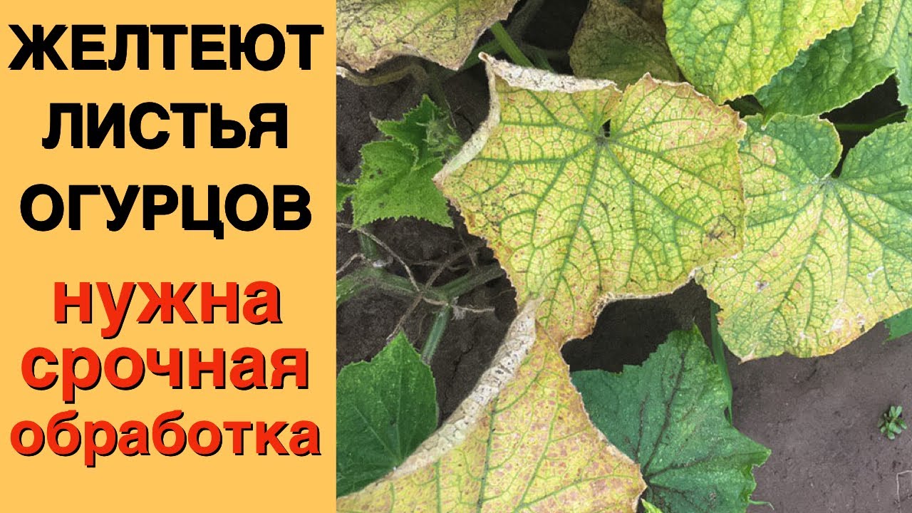 Профилактические меры и эффективные методы