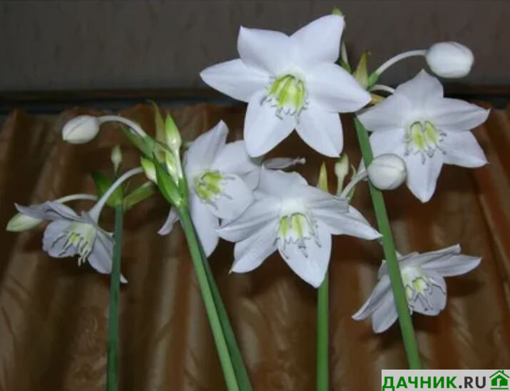 Описание и характеристики эухариса