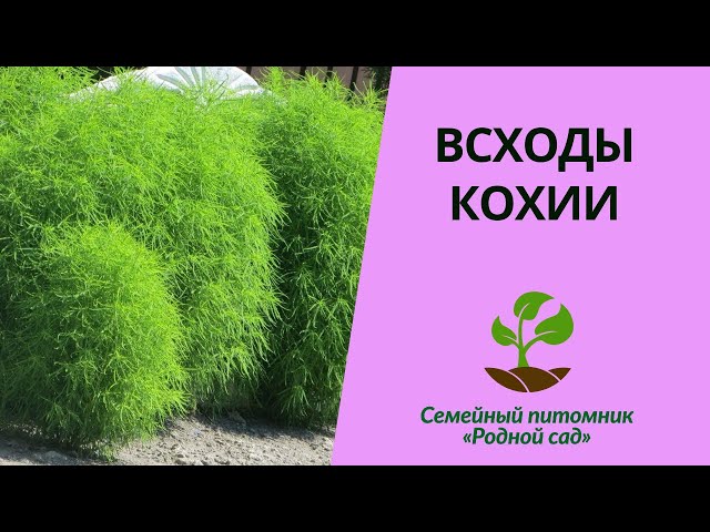 Посадка кохии в открытый грунт