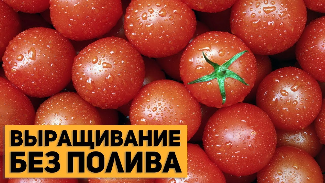 Выращивание помидор по Маслову: увеличьте урожай томатов в 8 раз!
