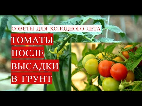 Ошибки, которые нужно избежать при подкормке помидоров