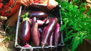 Определение наиболее подходящего срока для подкормки