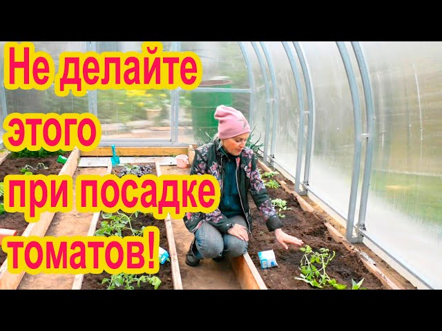 Выбор места и подготовка теплицы для высадки помидор