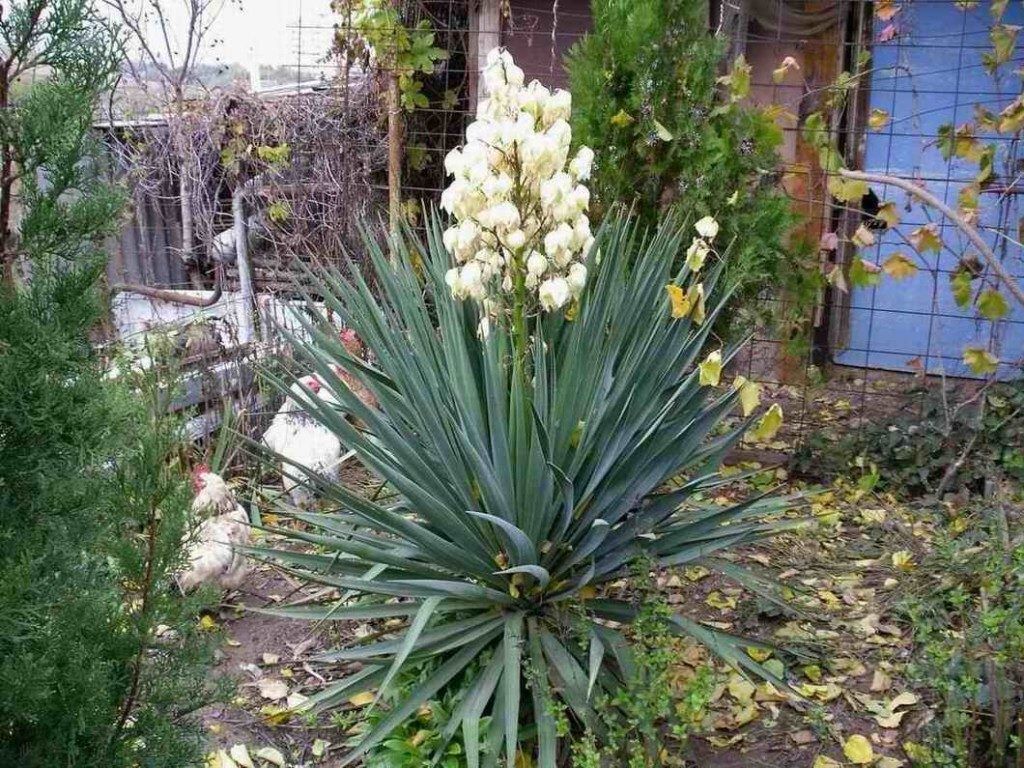 Подходящий климат и условия для развития юкки