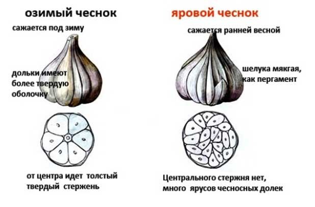 Правила посадки чеснока