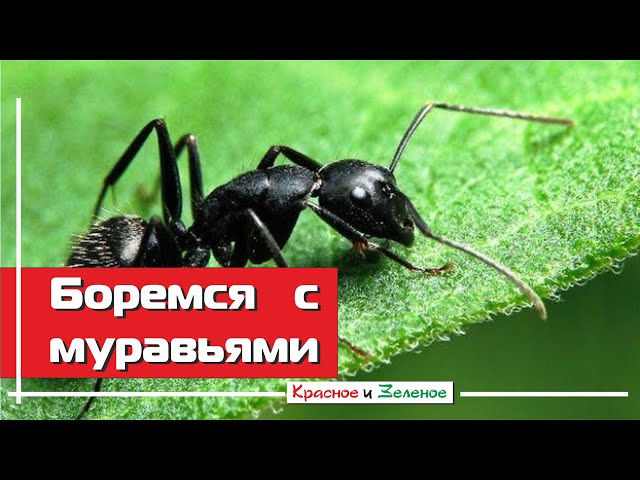 Применение муравьиных ловушек